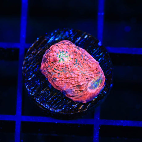 WWC Pink Boobies Chalice Coral