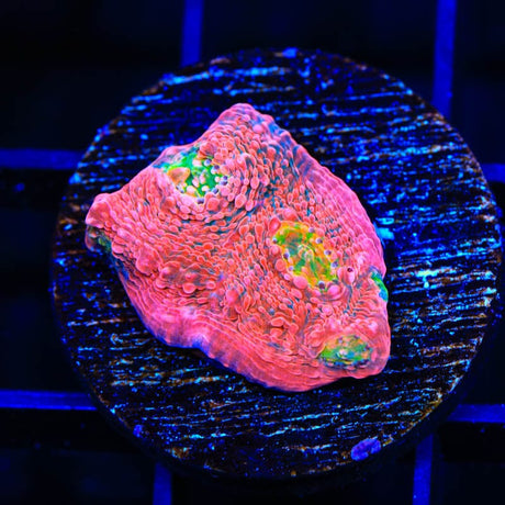 WWC Pink Boobies Chalice Coral