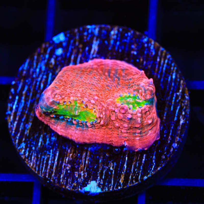 WWC Pink Boobies Chalice Coral