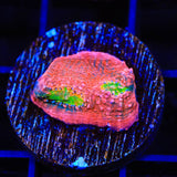 WWC Pink Boobies Chalice Coral