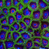 WWC Purple Hearts Zoanthids Coral