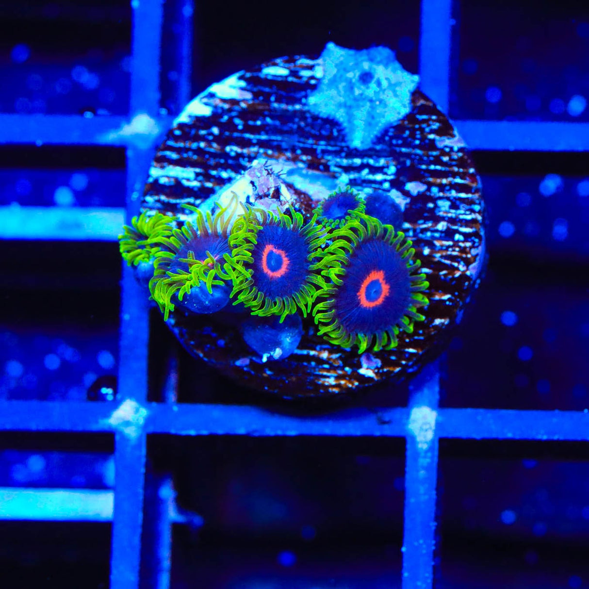 WWC Purple Hearts Zoanthids Coral