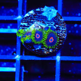 WWC Purple Hearts Zoanthids Coral