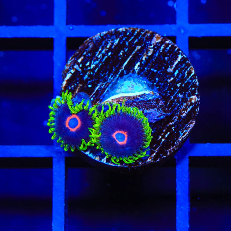 WWC Purple Hearts Zoanthids Coral