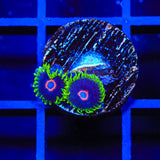 WWC Purple Hearts Zoanthids Coral