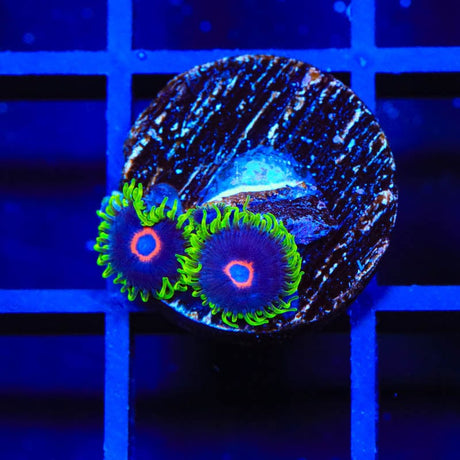 WWC Purple Hearts Zoanthids Coral