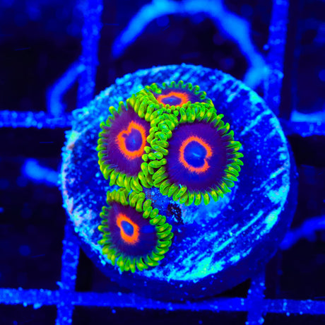 WWC Purple Hearts Zoanthids Coral