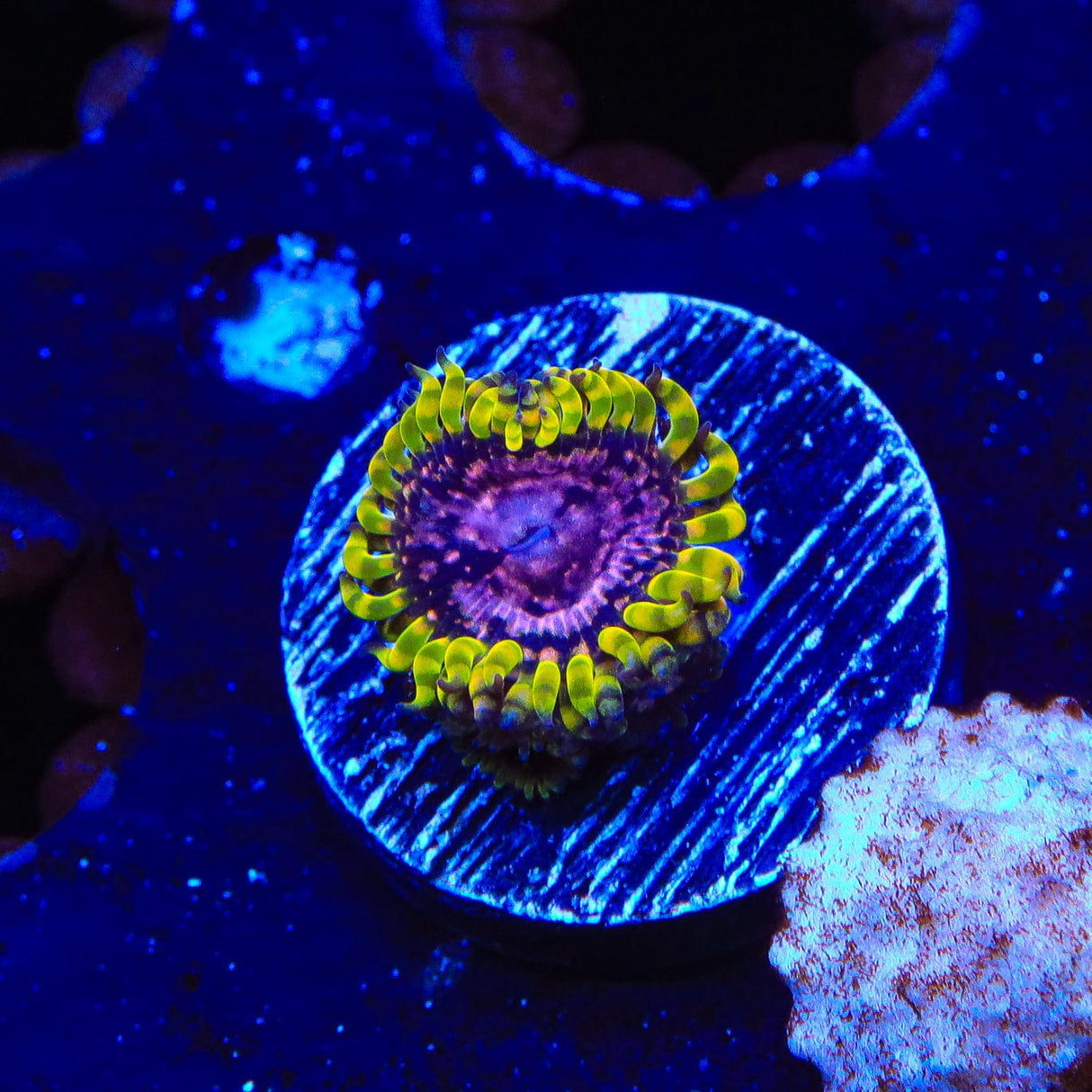 WWC Purple Monster Zoanthids Coral
