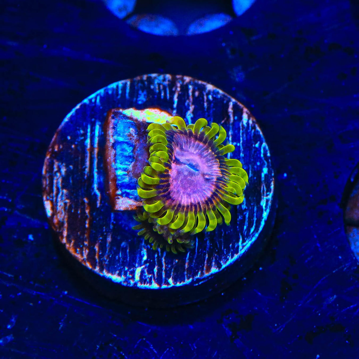 WWC Purple Monster Zoanthids Coral