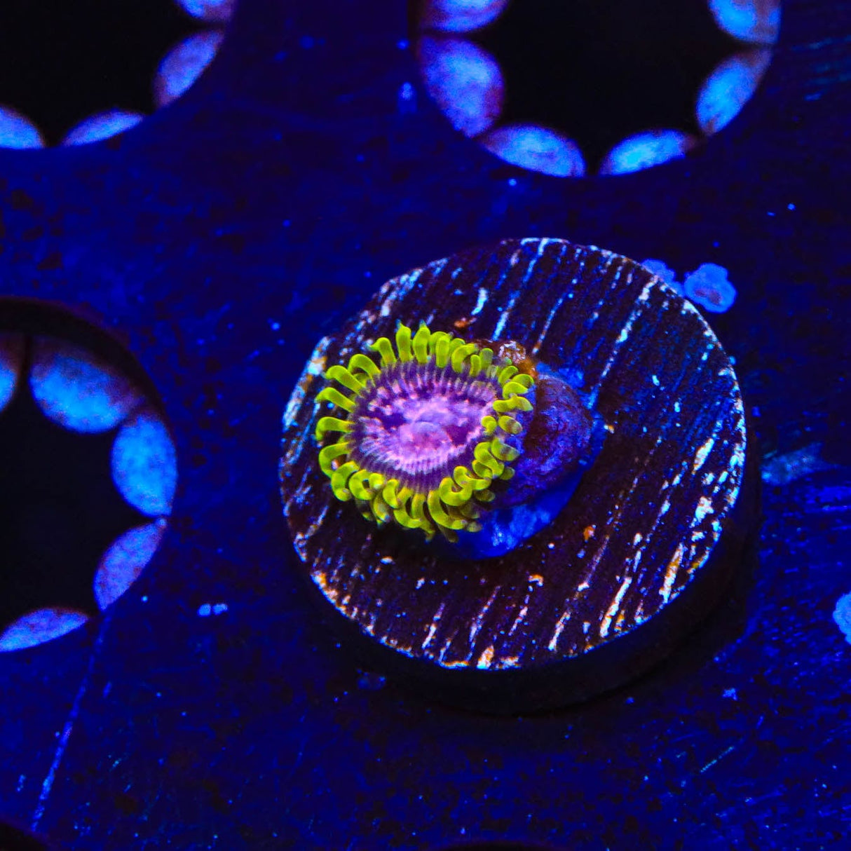 WWC Purple Monster Zoanthids Coral