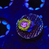 WWC Purple Monster Zoanthids Coral