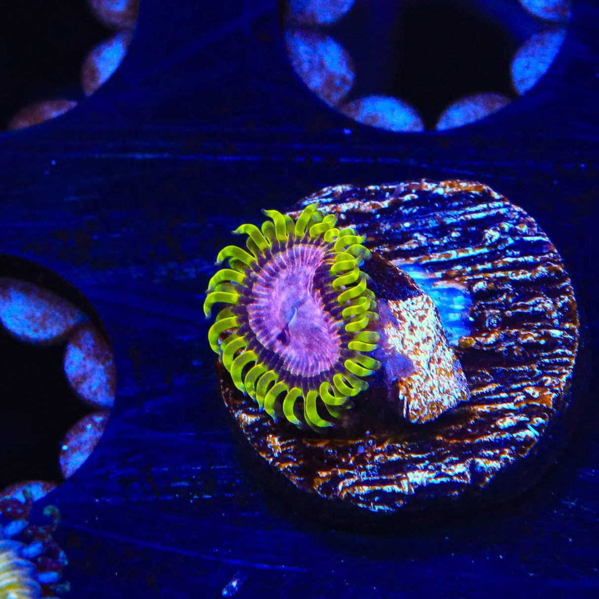 WWC Purple Monster Zoanthids Coral