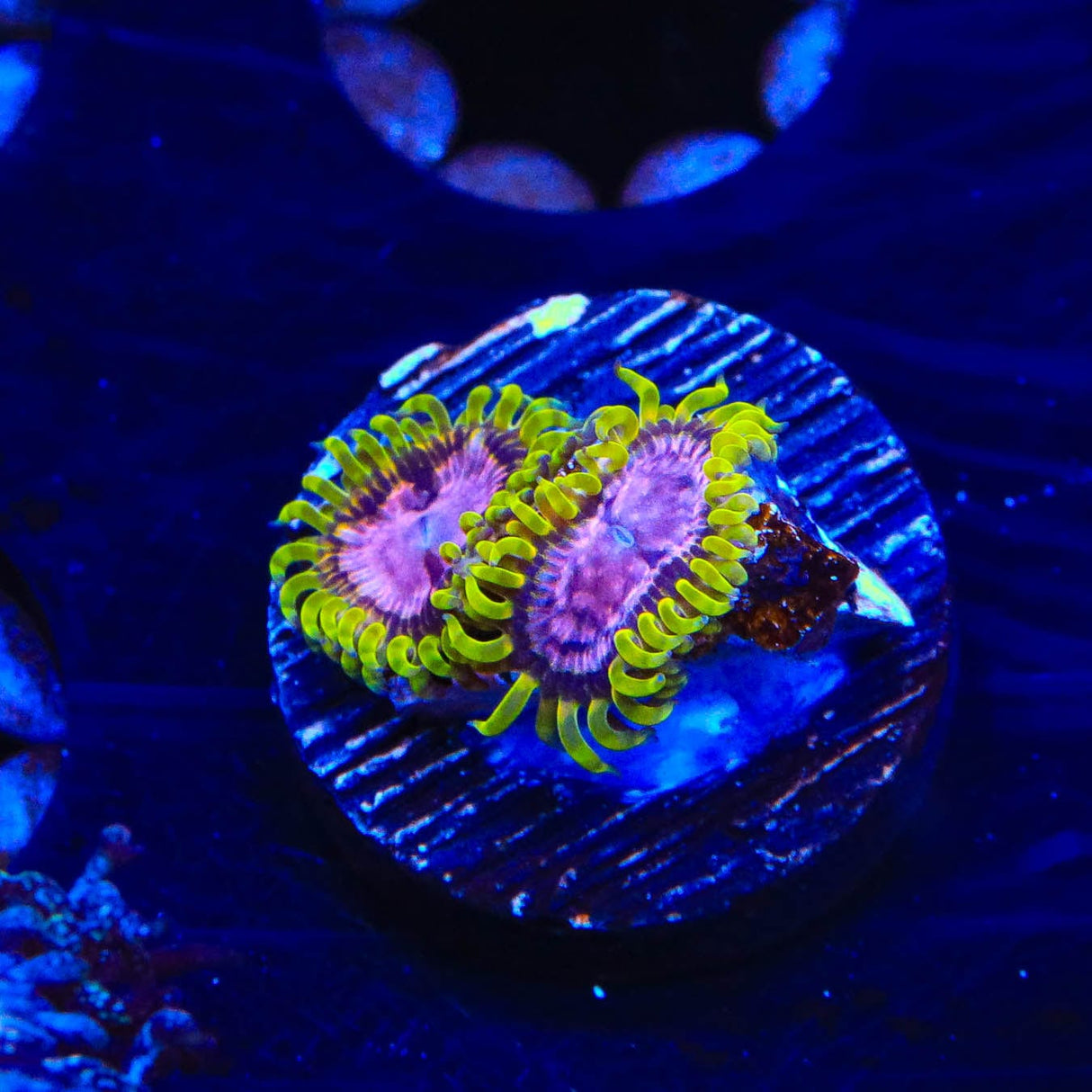 WWC Purple Monster Zoanthids Coral