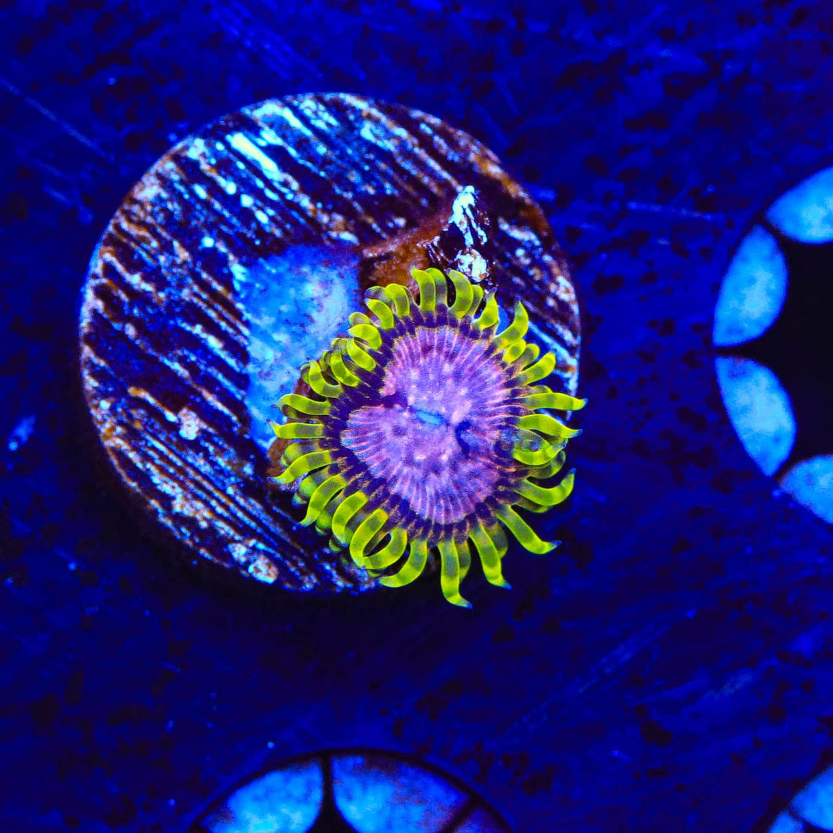 WWC Purple Monster Zoanthids Coral