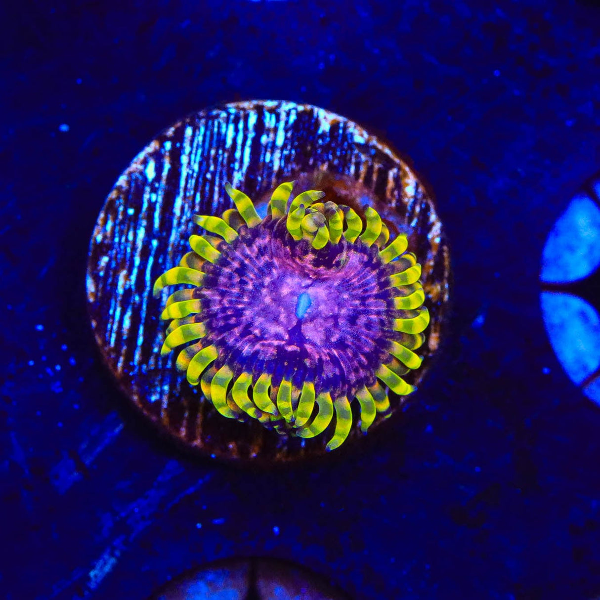 WWC Purple Monster Zoanthids Coral