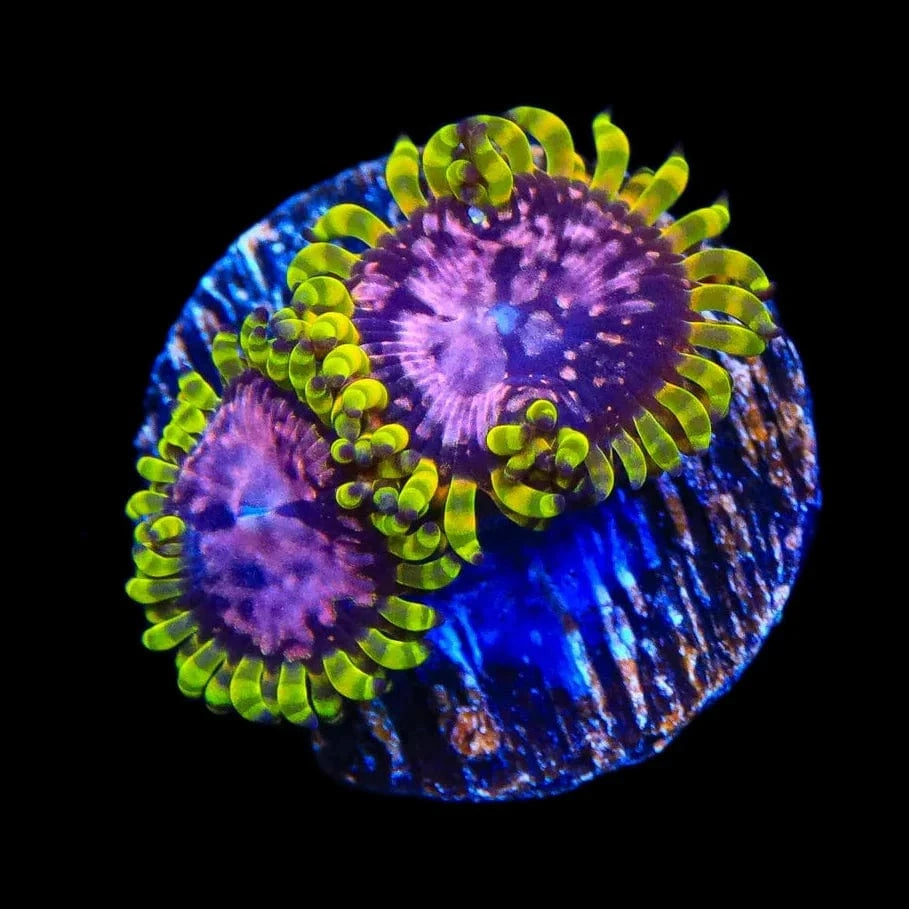 WWC Purple Monsters Zoanthids Coral