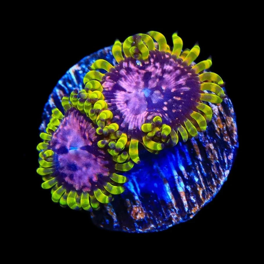 Purple Monsters Zoanthids Coral