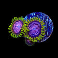 WWC Purple Monsters Zoanthids Coral