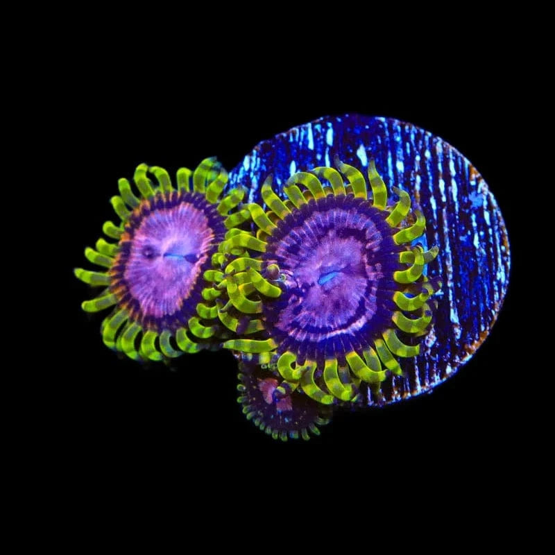 WWC Purple Monsters Zoanthids Coral