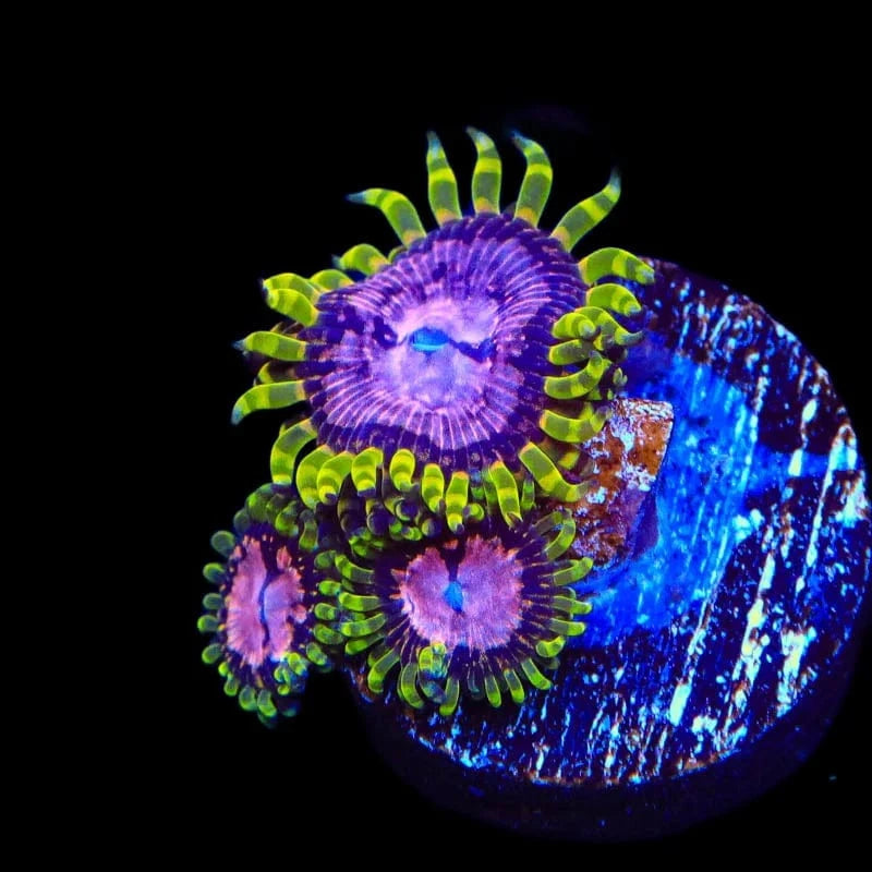 WWC Purple Monsters Zoanthids Coral