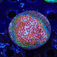 WWC Skittles Bomb Cyphastrea Colony Coral