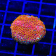 WWC Skittles Bomb Cyphastrea Coral