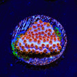 WWC Skittles Bomb Cyphastrea Coral