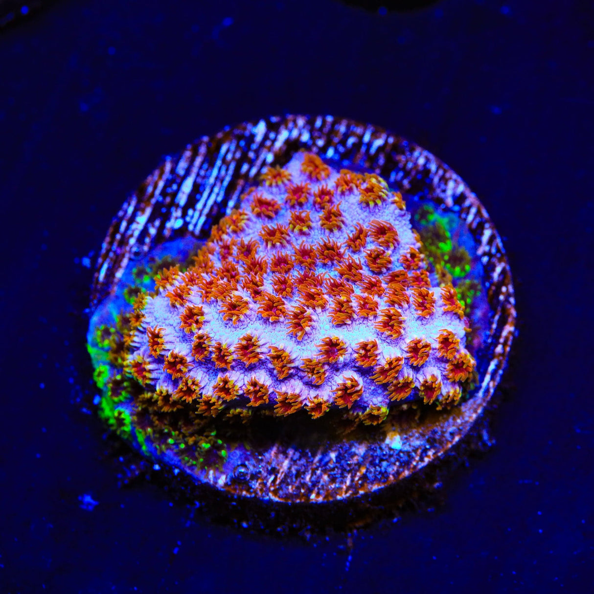 WWC Skittles Bomb Cyphastrea Coral