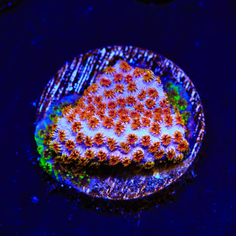 WWC Skittles Bomb Cyphastrea Coral