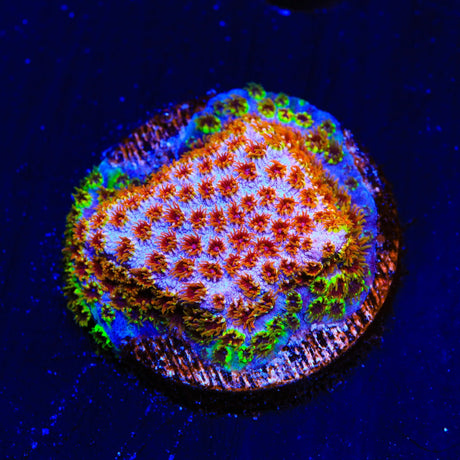 WWC Skittles Bomb Cyphastrea Coral