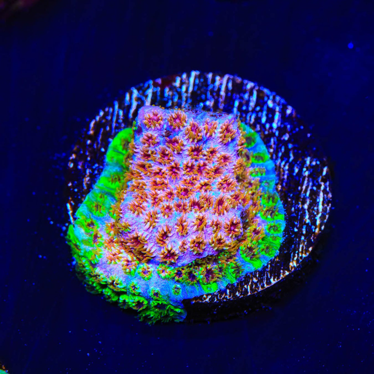 WWC Skittles Bomb Cyphastrea Coral