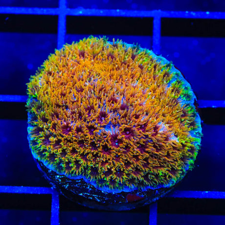 WWC Skittles Bomb Cyphastrea Coral