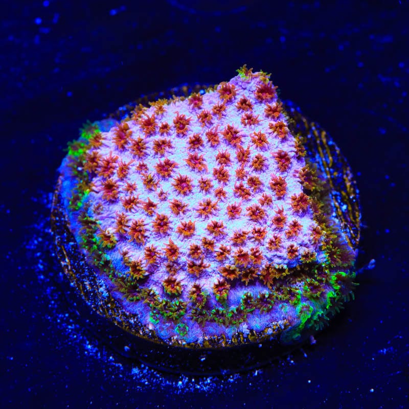 WWC Skittles Bomb Cyphastrea Coral
