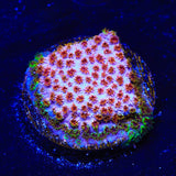 WWC Skittles Bomb Cyphastrea Coral