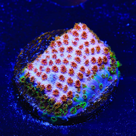 WWC Skittles Bomb Cyphastrea Coral