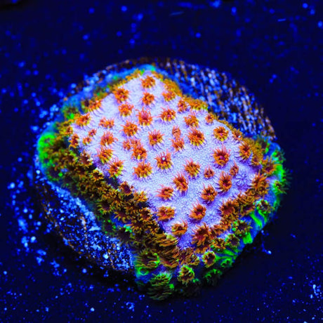 WWC Skittles Bomb Cyphastrea Coral