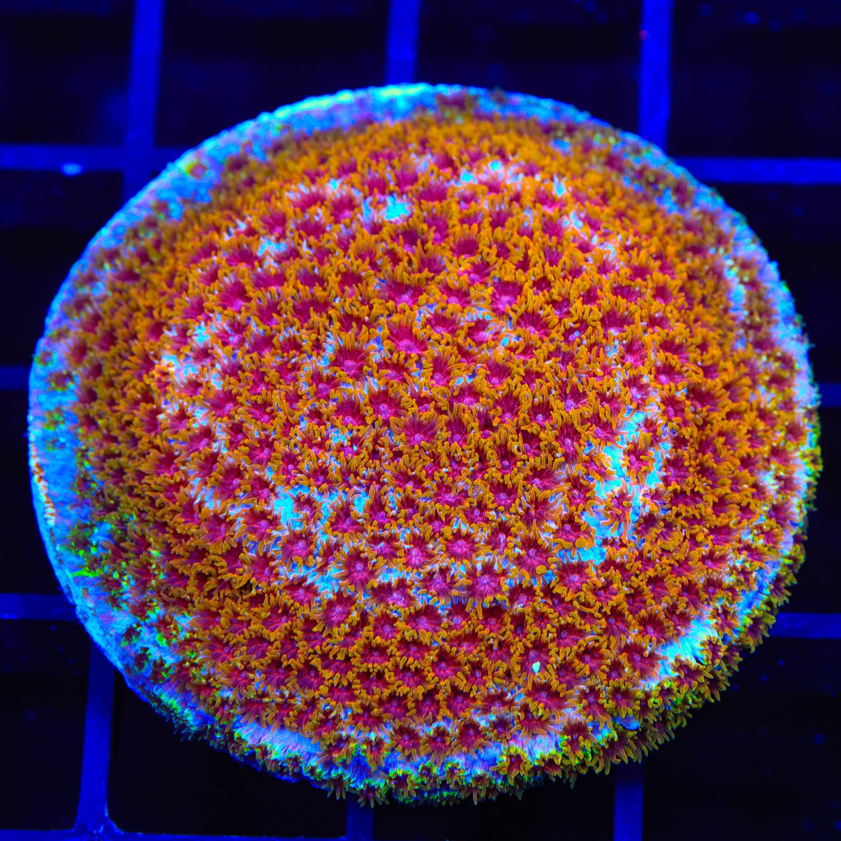 WWC Skittles Bomb Cyphastrea XL Frag Coral