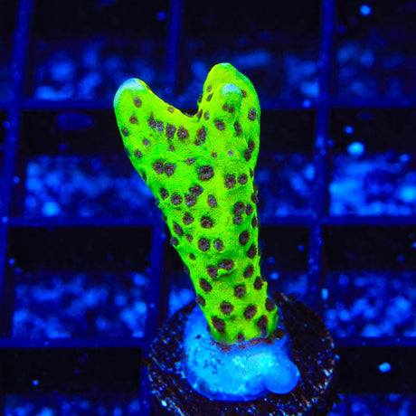 WWC Slimeball Montipora Coral
