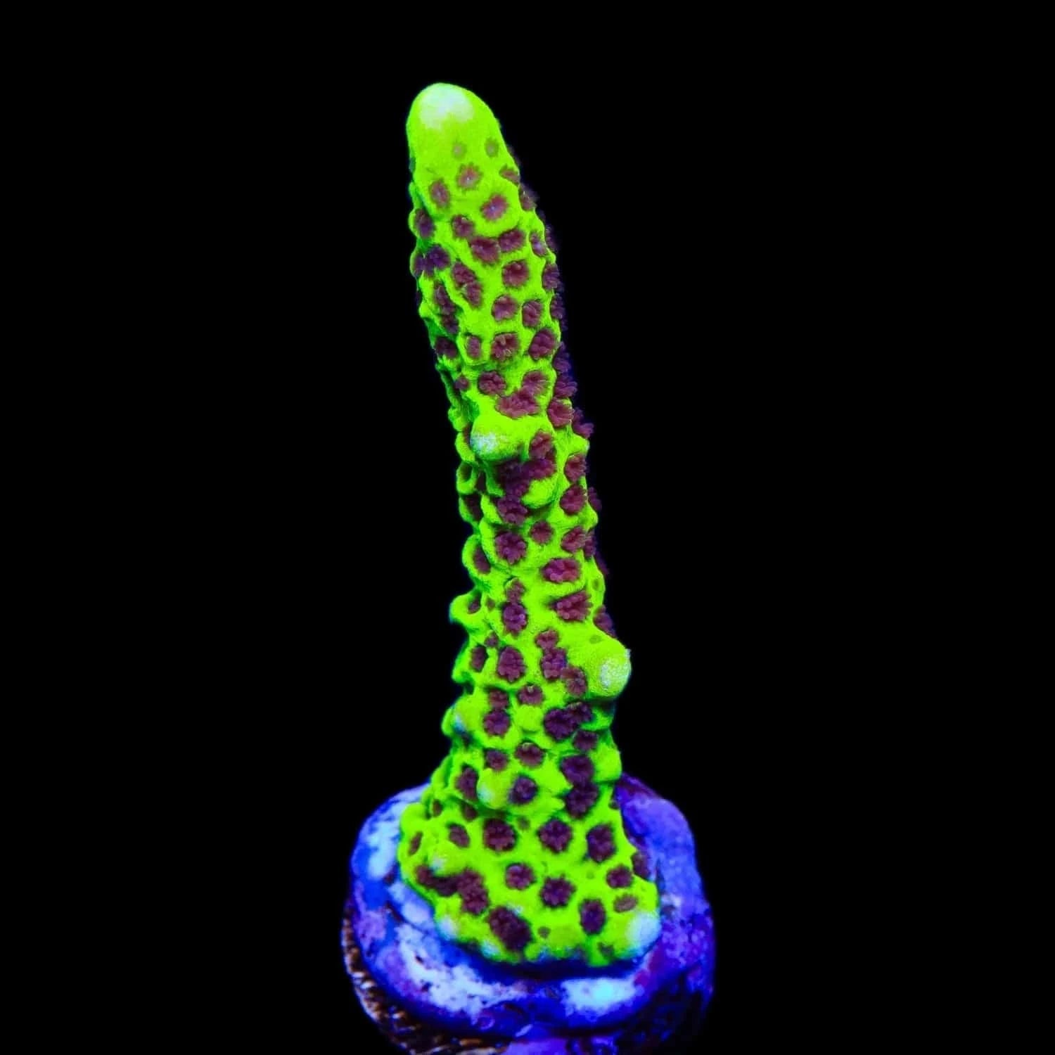 WWC Slimeball Spongodes Montipora Coral
