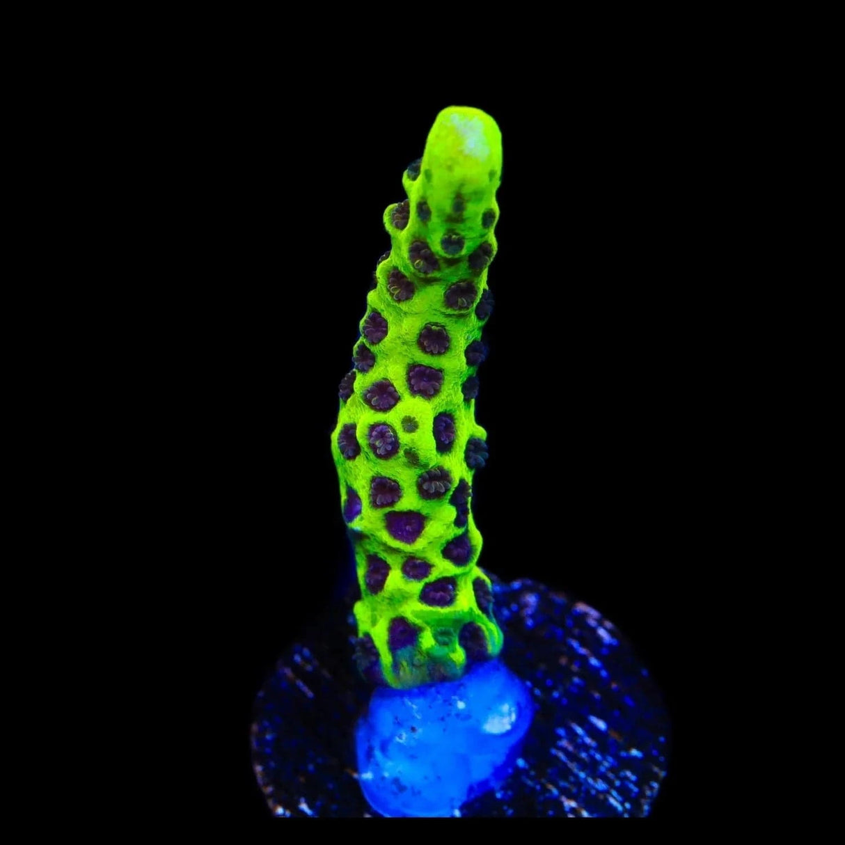 WWC Slimeball Spongodes Montipora Coral