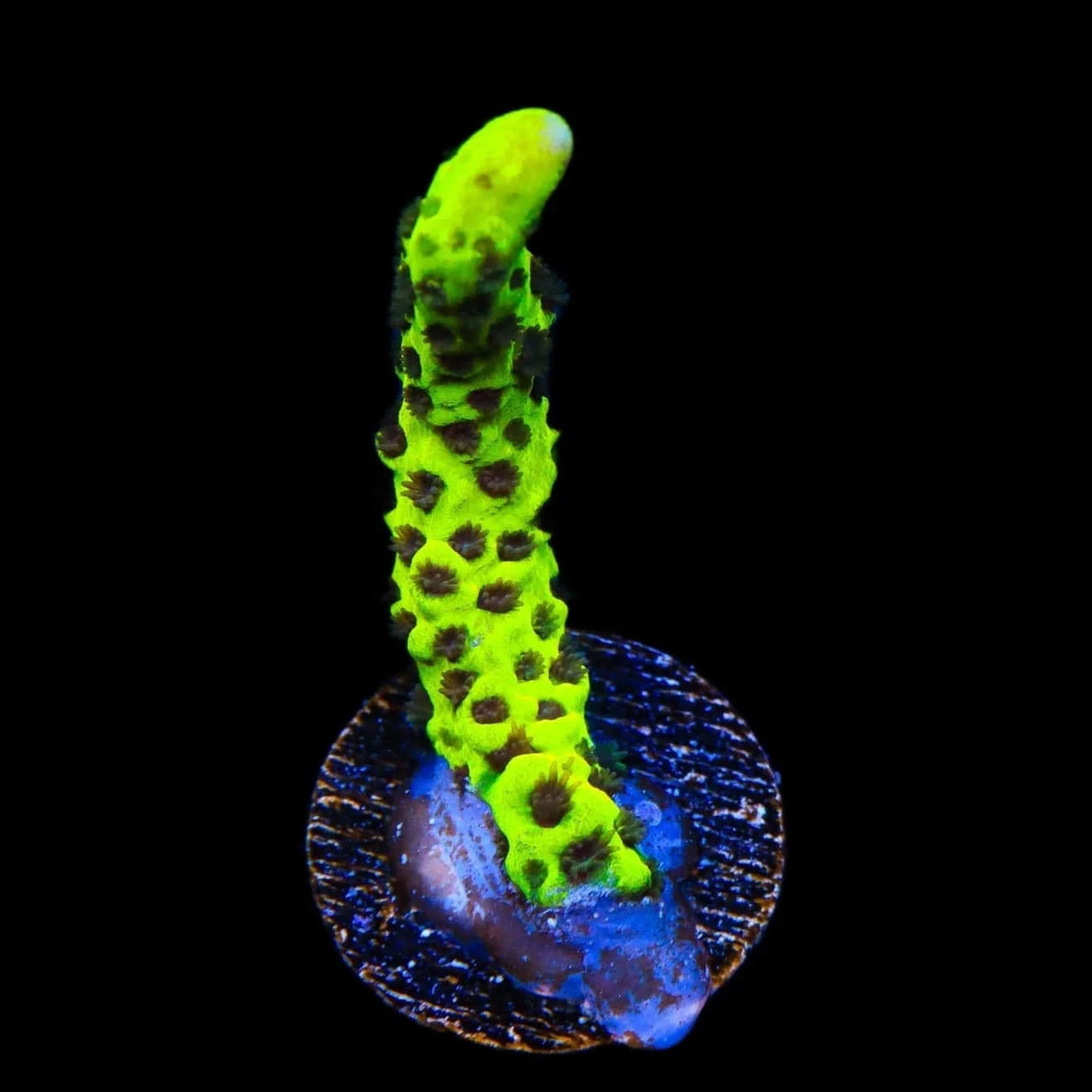 WWC Slimeball Spongodes Montipora Coral