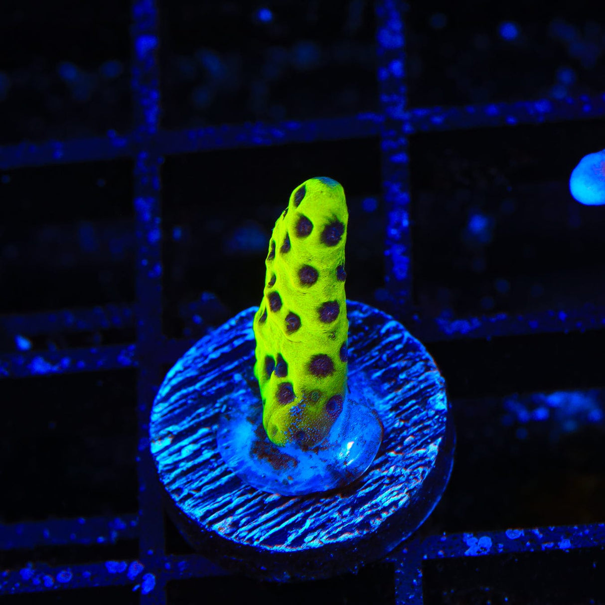 WWC Slimeball Spongodes Montipora Coral