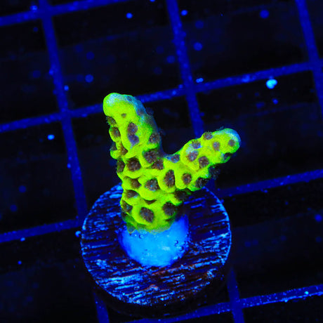 WWC Slimeball Spongodes Montipora Coral