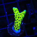 WWC Slimeball Spongodes Montipora Coral