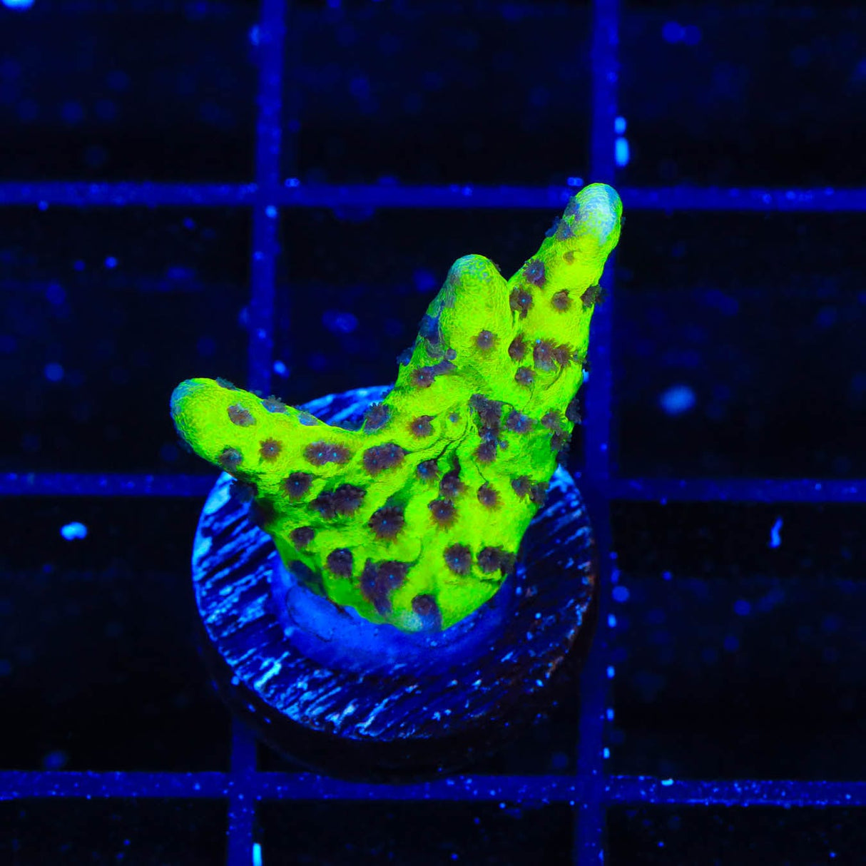 WWC Slimeball Spongodes Montipora Coral