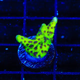 WWC Slimeball Spongodes Montipora Coral