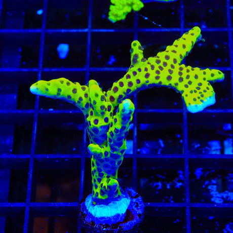 WWC Slimeball Spongodes Montipora XL Frag Coral