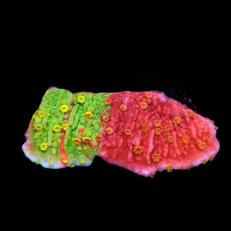 WWC Sunfire Montipora Cap Coral