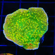 WWC Sunfire Montipora Cap Coral