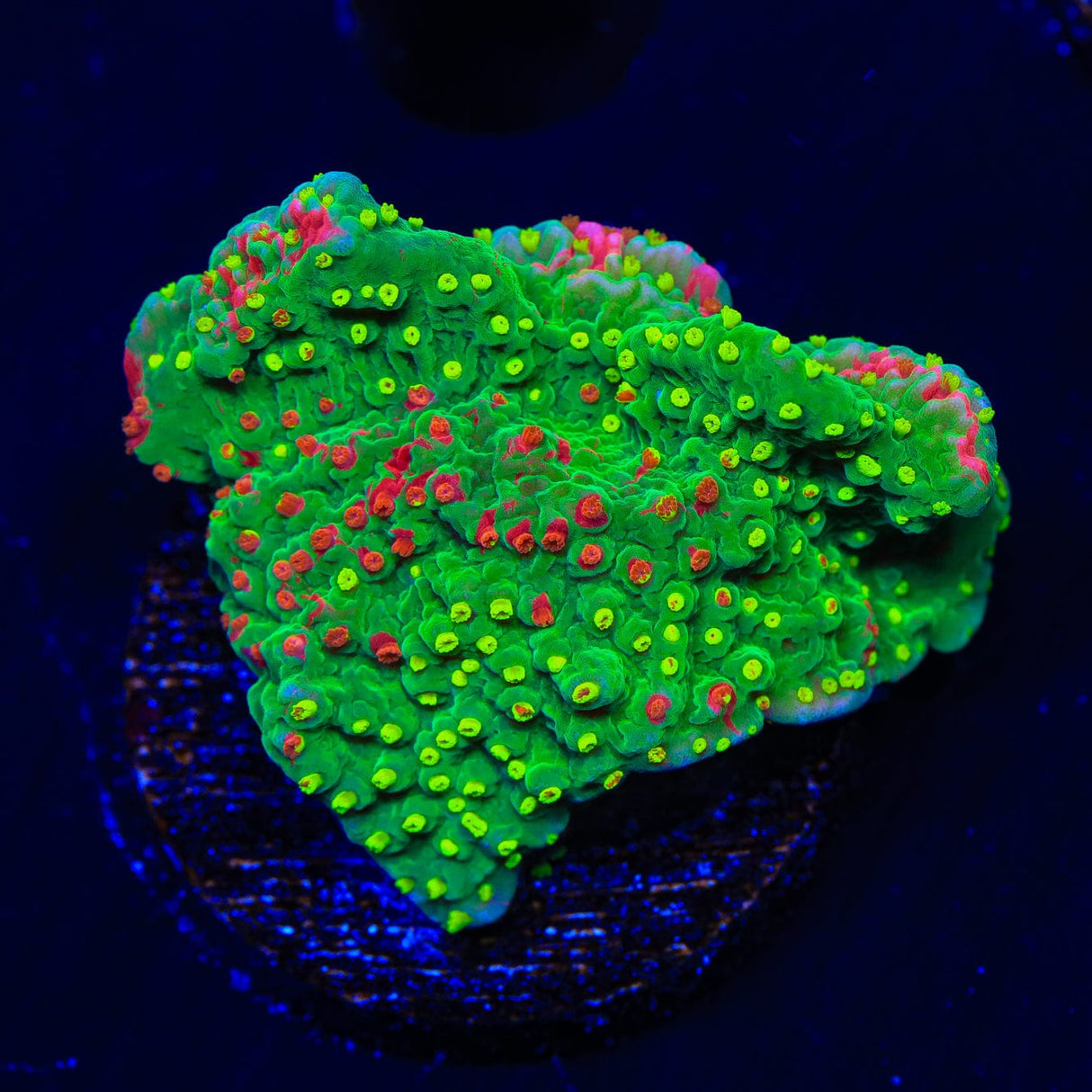 WWC Sunfire Montipora Cap Coral